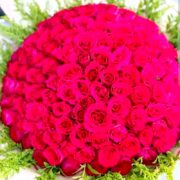 Red roses 2