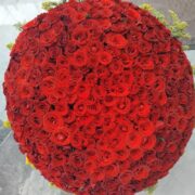 Red roses 3